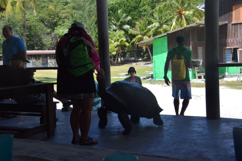 Schildkröte kommt auf die Terrasse zum Mittagessen