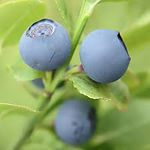 0blueberries.jpeg