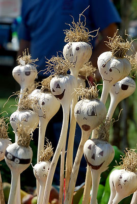 surprised-garlics-saugerties24.jpeg