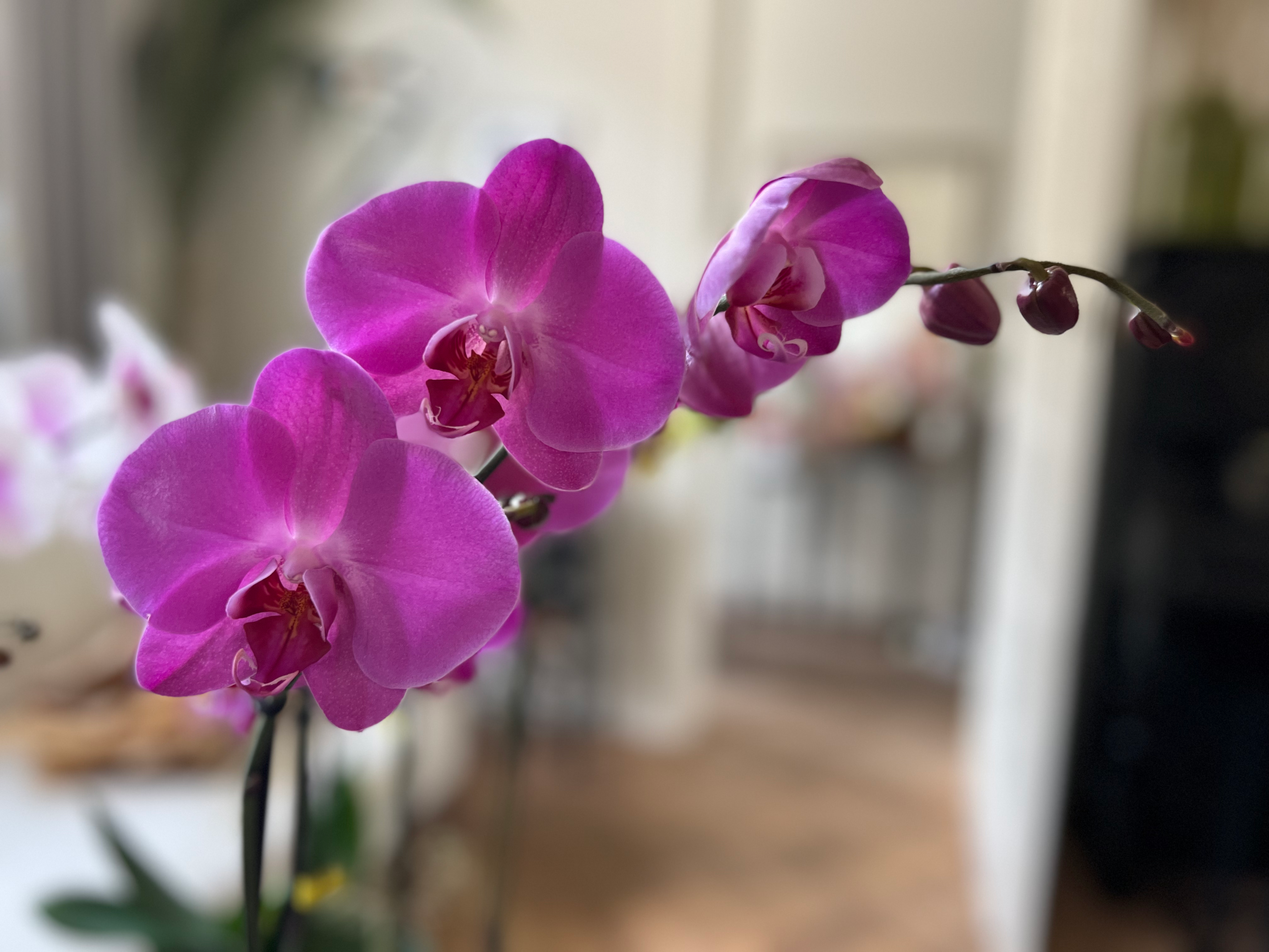 Orchid arrangement