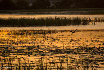 LH Heron Flight.jpeg
