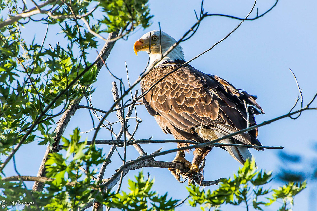 BL Eagle.jpeg