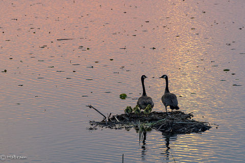 Goose Family.jpeg