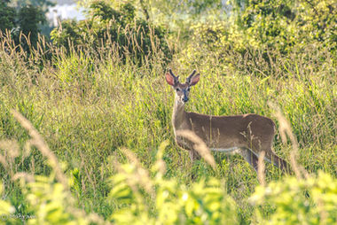 LH Young Buck.jpeg