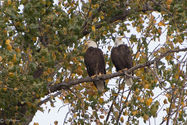 Pair of Eagles LH.jpeg