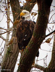 BL Eagle LB.jpeg