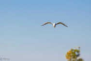BL Shore Bird.jpeg