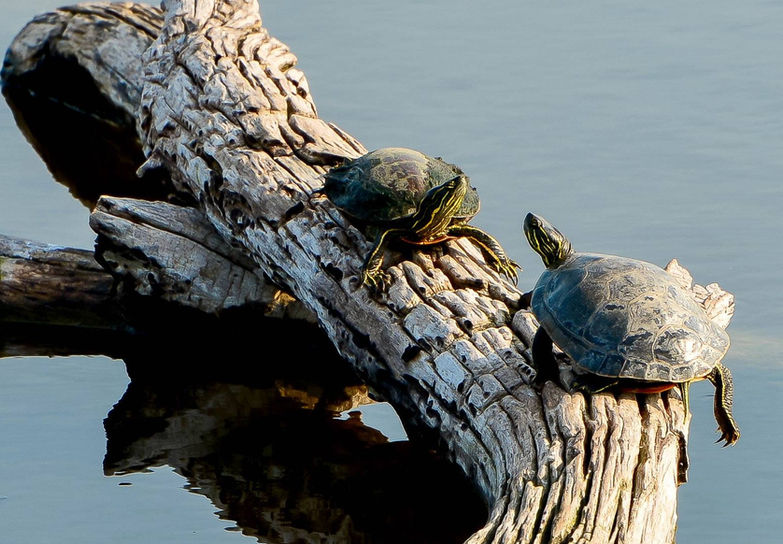Big Lake Turtles.jpg