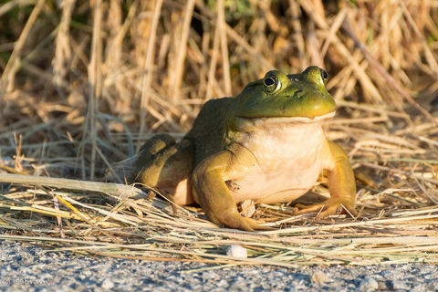 BL Bullfrog.jpeg