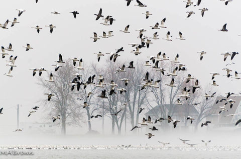 BL Snow Geese.jpeg