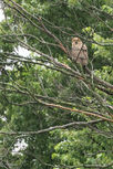 LH Owl.jpeg