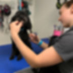 upper-hound-dog-grooming-training_8