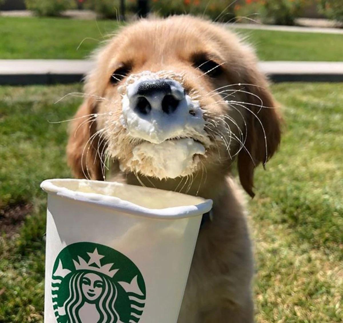 puppuccino-aa43.jpg.webp