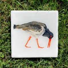 Oystercatcher 1.jpg