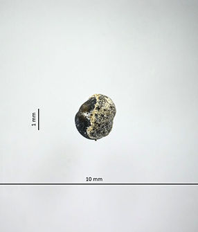 Logo Pétalos y miel 21.5 largo x 19.5 ancho (3).jpg