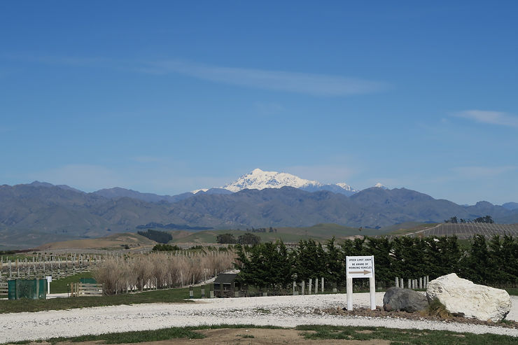 Yealand's vineyards