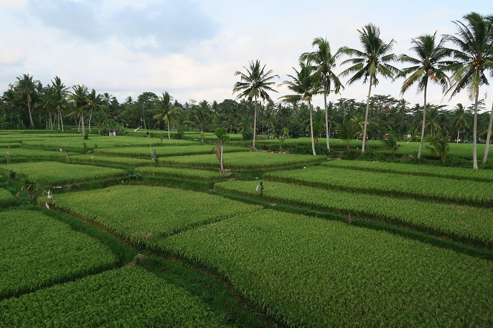 Rice paddies as our view at Bakung Ubud Resort and Villa