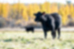 Spinelli Angus Ranch’s Commitment To Sustainability
