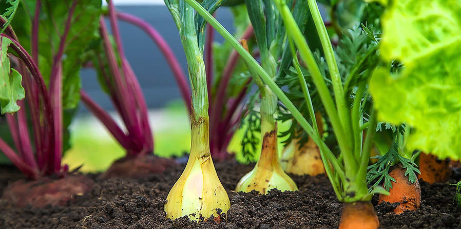 Vegetables grow in the garden Selective focus Food.jpg