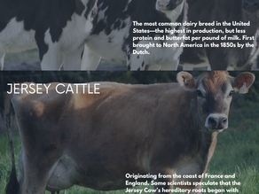 Animal Breed ID Series 