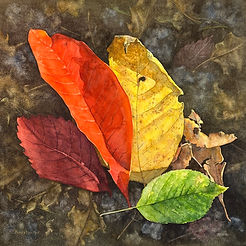 Nature's Harmony.jpg
