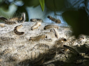 Nahaufnahme von Eichenprozessionsspinnern in der Natur.