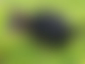 Ein kleiner Hund beim Verrichten seines Geschäftes auf einer Wiese.