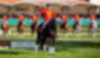 Celler Hengstparade mit salutierenden Reitern auf Pferden.