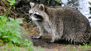 Waschbär in der Natur mit Steinen und Grün.