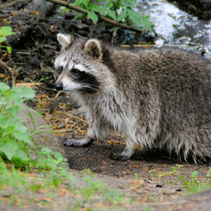 Waschbär in der Natur mit Steinen und Grün.