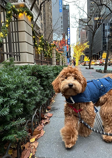 Securely packed delivery box with blankets and water for safe puppy transport.