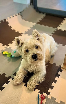 Healthy West Highland White Terrier puppy looking at camera