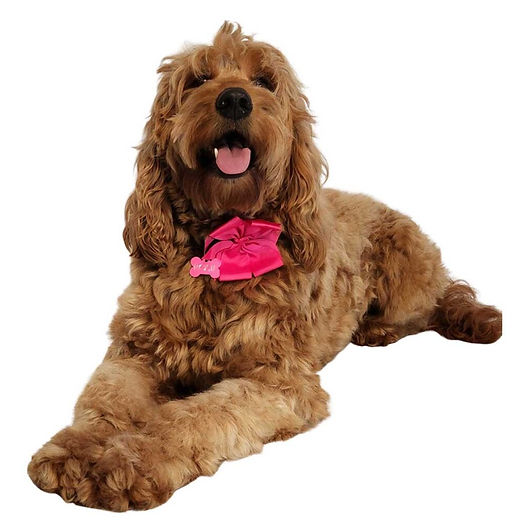 cjm-puppies-about-7-1024x1024 (1).jpg