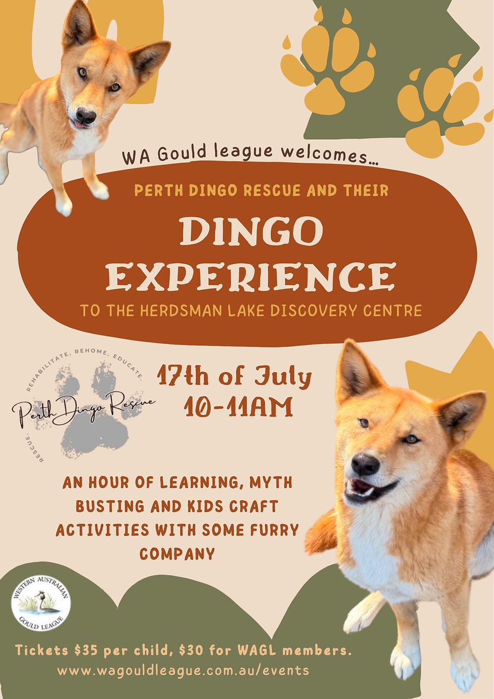 Dingo Experience with Perth Dingo Rescue