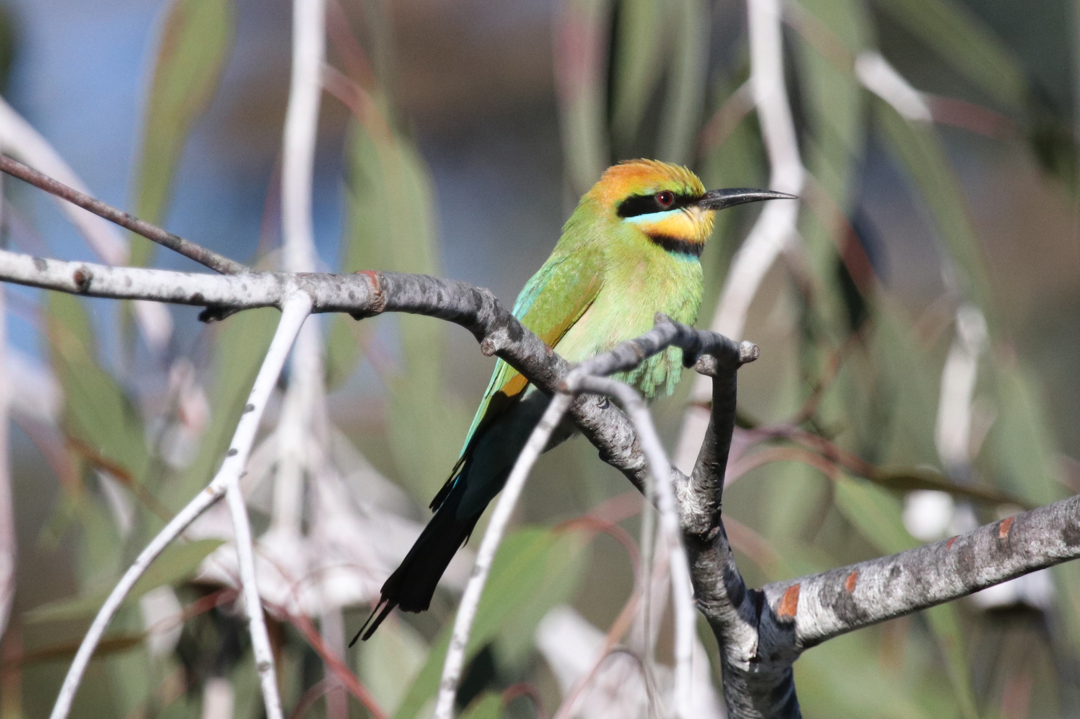 Spectacular Rainbow Bee Eaters