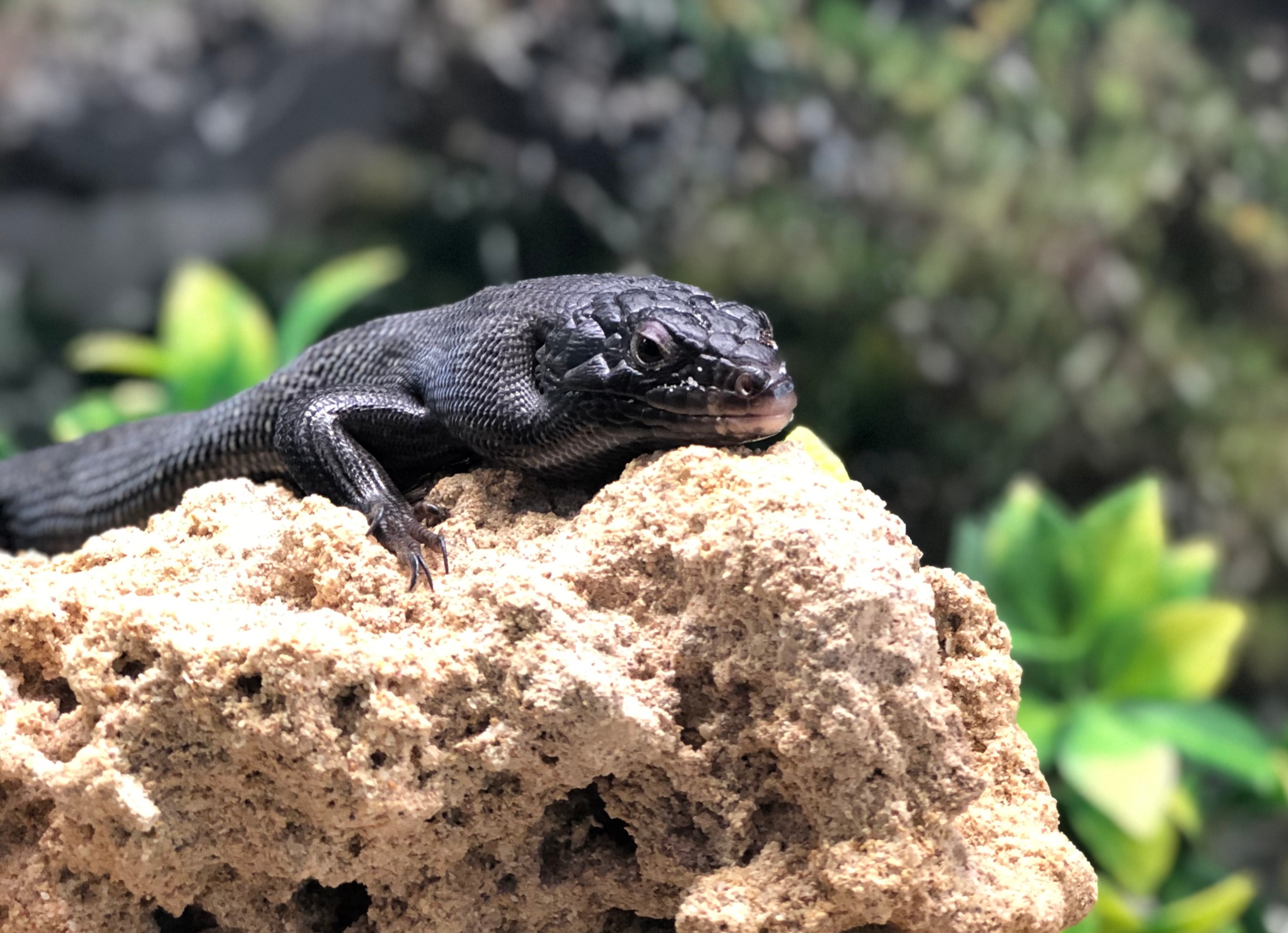Radical Reptiles - 10am - 12 noon