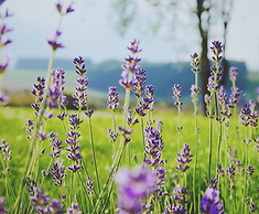 observing wildflowers