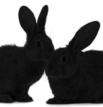 Two Gray Rabbits_edited.png