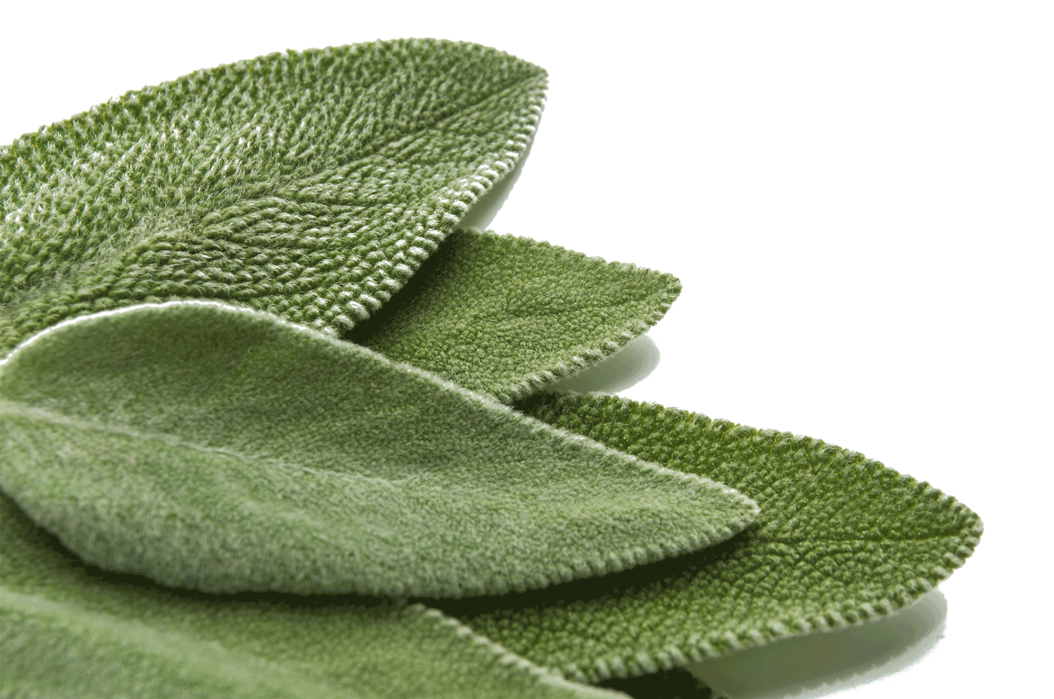 Salvia-Fundraising.gif