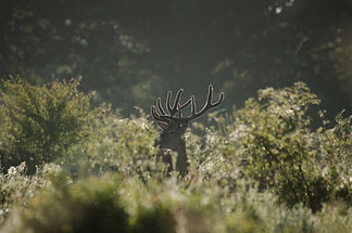 _DSC2313.jpeg