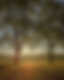 Memorials Celebrant Sussex.jpg
