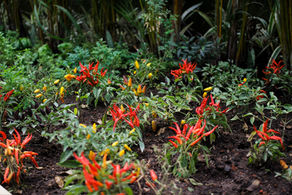 Jardinagem em BrasÃlia: Floresça na seca com as dicas da Limão Paisagismo