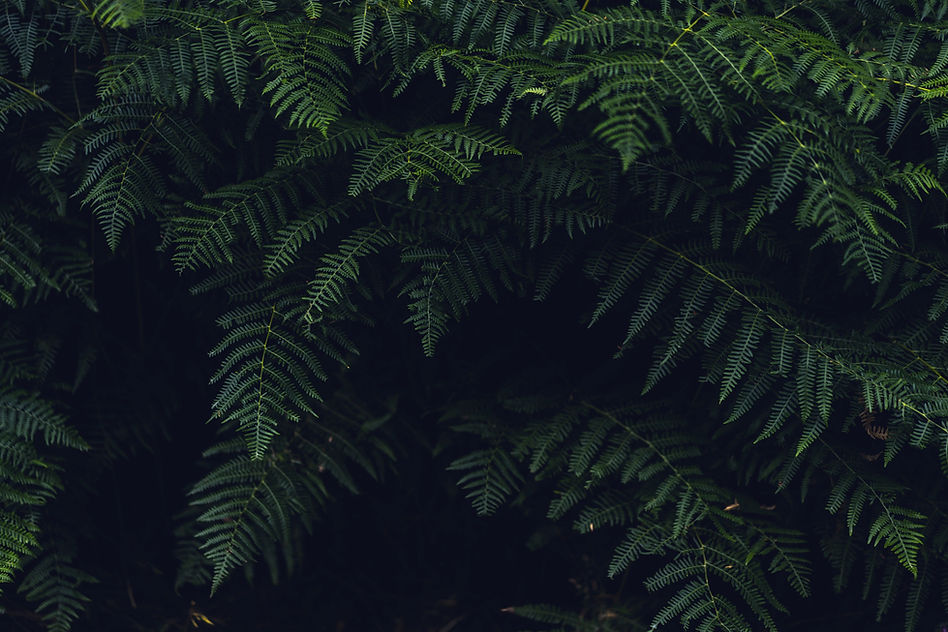 pexels-sebastian-sørensen-1276518_edited.jpg