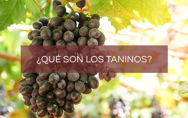 Degradando taninos