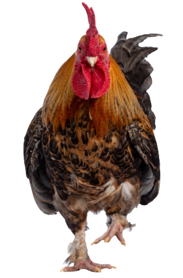 CHKN_edited.png