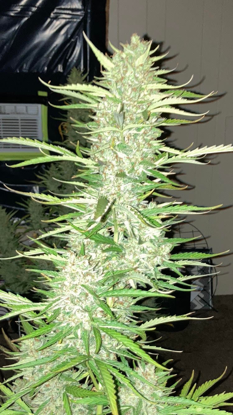 Thumbnail: FLINT AUTO PLANT F2 Regular Autoflowers