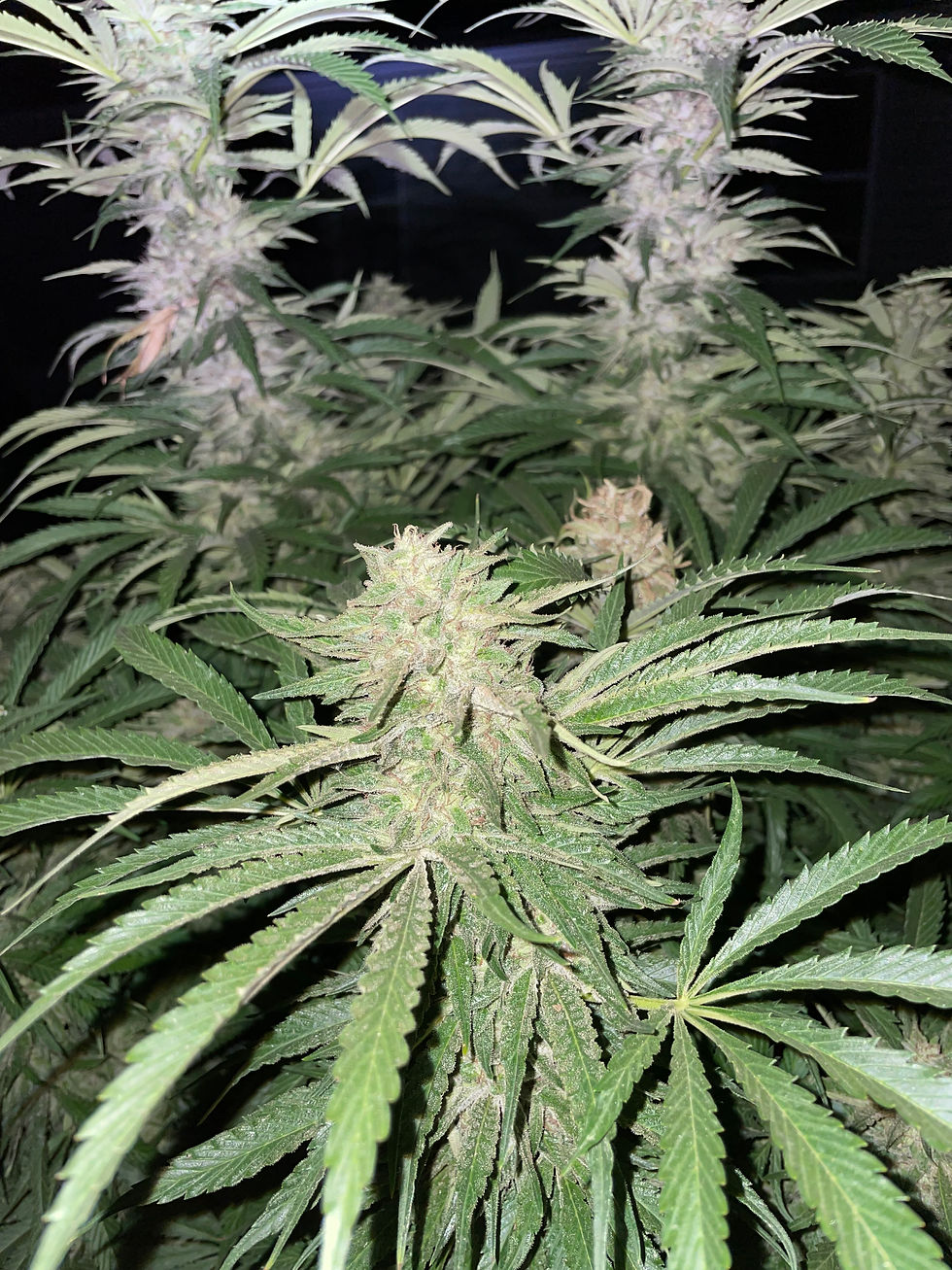 Thumbnail: OG Mix F1 Regular Photo Seeds 15 pack