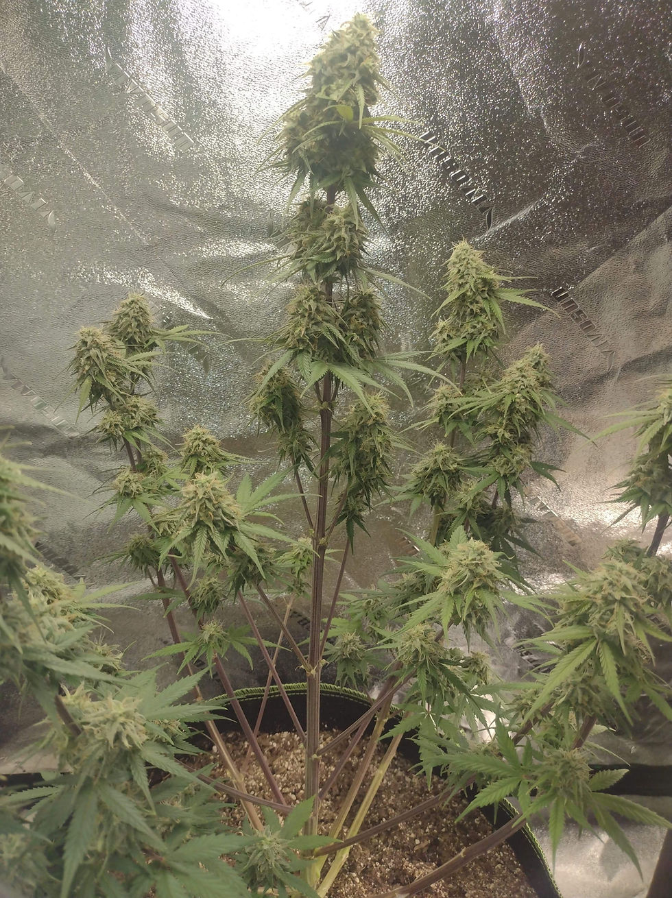 Thumbnail: Golden Blu'ezaH Regular Autoflowers