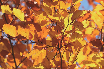 Autumn Leaves