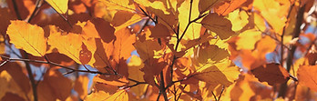 Autumn Leaves